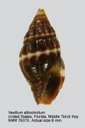 Vexillum albocinctum